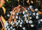 FALL ELDERBERRY 